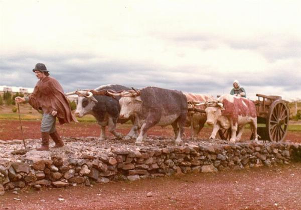 Foto de Camping Municipal - Zapala en Municipal,Zapala,Neuquén