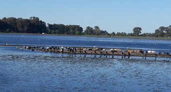 Camping Municipal Arroyo Gualicho - Las Flores